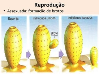 • Assexuada: formação de brotos.
Reprodução
 