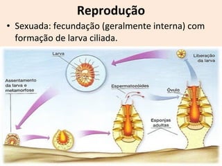 • Sexuada: fecundação (geralmente interna) com
formação de larva ciliada.
Reprodução
 