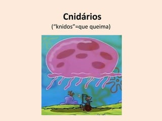 Cnidários
(“knidos”=que queima)
 