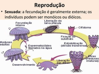Reprodução
• Sexuada: a fecundação é geralmente externa; os
indivíduos podem ser monóicos ou dióicos.
 