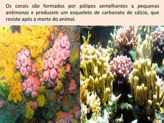 Os corais são formados por pólipos semelhantes a pequenas
anêmonas e produzem um esqueleto de carbonato de cálcio, que
resiste após a morte do animal.
 