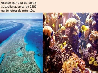 Grande barreira de corais
australiana, cerca de 2400
quilômetros de extensão.
 