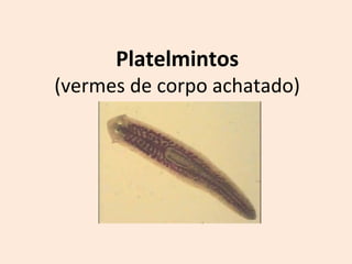 Platelmintos
(vermes de corpo achatado)
 