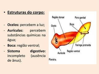 • Estruturas do corpo:
- Ocelos: percebem a luz;
- Aurículas: percebem
substâncias químicas na
água;
- Boca: região ventral;
- Sistema digestivo:
incompleto (ausência
de ânus).
 