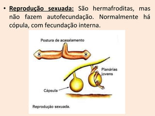 • Reprodução sexuada: São hermafroditas, mas
não fazem autofecundação. Normalmente há
cópula, com fecundação interna.
 