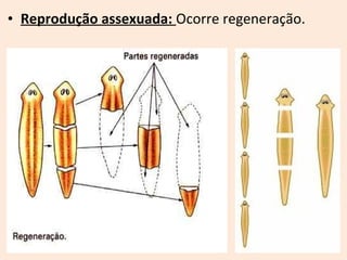 • Reprodução assexuada: Ocorre regeneração.
 