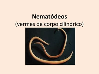 Nematódeos
(vermes de corpo cilíndrico)
 