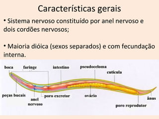 • Sistema nervoso constituído por anel nervoso e
dois cordões nervosos;
• Maioria dióica (sexos separados) e com fecundação
interna.
Características gerais
 