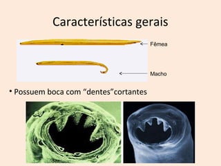 Características gerais
• Possuem boca com “dentes”cortantes
Fêmea
Macho
 