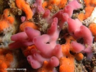 Colônia de esponjas
 