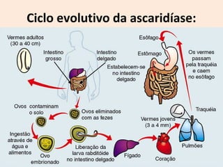 Ciclo evolutivo da ascaridíase:
 