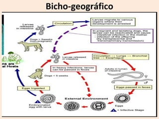 Bicho-geográfico
 