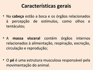 Características gerais
• Na cabeça estão a boca e os órgãos relacionados
à percepção de estímulos, como olhos e
tentáculos;
• A massa visceral contém órgãos internos
relacionados à alimentação, respiração, excreção,
circulação e reprodução;
• O pé é uma estrutura musculosa responsável pela
movimentação do animal.
 