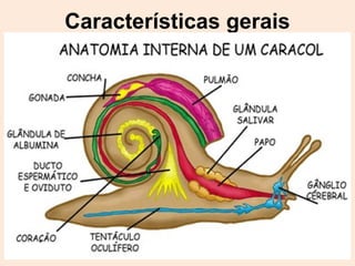 Características gerais
 