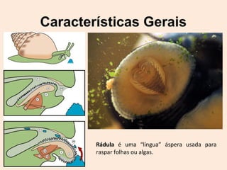 Características Gerais
Rádula é uma “língua” áspera usada para
raspar folhas ou algas.
 