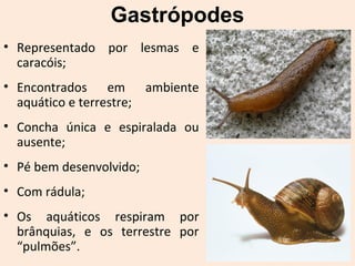 Gastrópodes
• Representado por lesmas e
caracóis;
• Encontrados em ambiente
aquático e terrestre;
• Concha única e espiralada ou
ausente;
• Pé bem desenvolvido;
• Com rádula;
• Os aquáticos respiram por
brânquias, e os terrestre por
“pulmões”.
 
