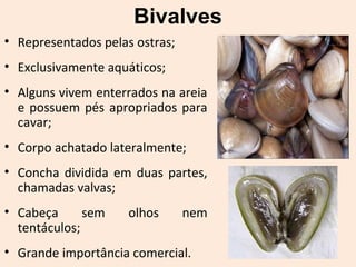 Bivalves
• Representados pelas ostras;
• Exclusivamente aquáticos;
• Alguns vivem enterrados na areia
e possuem pés apropriados para
cavar;
• Corpo achatado lateralmente;
• Concha dividida em duas partes,
chamadas valvas;
• Cabeça sem olhos nem
tentáculos;
• Grande importância comercial.
 