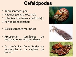 Cefalópodes
• Representados por:
o Náutilos (concha externa);
o Lulas (concha interna reduzida);
o Polvos (sem concha);
• Exclusivamente marinhos;
• Apresentam tentáculos ou
braços que partem da cabeça;
• Os tentáculos são utilizados na
locomoção e na captura de
presas.
 