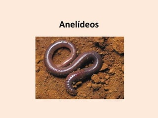 Anelídeos
 