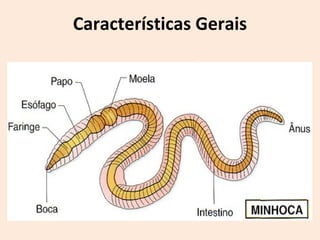 Características Gerais
 