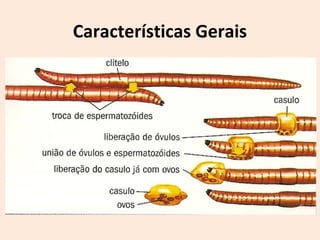 Características Gerais
 