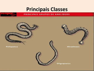 Principais Classes
 