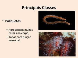 Principais Classes
• Poliquetos
– Apresentam muitas
cerdas no corpo;
– Todos com função
sensorial.
 