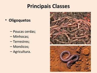 Principais Classes
• Oligoquetos
– Poucas cerdas;
– Minhocas;
– Terrestres;
– Monóicos;
– Agricultura.
 