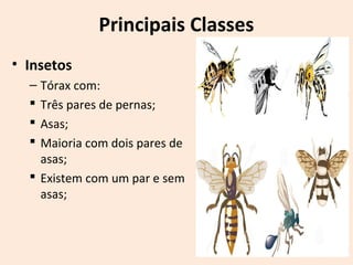 Principais Classes
• Insetos
– Tórax com:
 Três pares de pernas;
 Asas;
 Maioria com dois pares de
asas;
 Existem com um par e sem
asas;
 