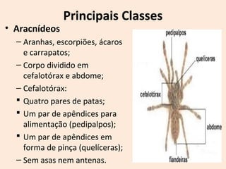 Principais Classes
• Aracnídeos
– Aranhas, escorpiões, ácaros
e carrapatos;
– Corpo dividido em
cefalotórax e abdome;
– Cefalotórax:
 Quatro pares de patas;
 Um par de apêndices para
alimentação (pedipalpos);
 Um par de apêndices em
forma de pinça (quelíceras);
– Sem asas nem antenas.
 