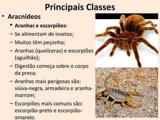 Principais Classes
• Aracnídeos
 Aranhas e escorpiões:
– Se alimentam de insetos;
– Muitos têm peçonha;
– Aranhas (quelíceras) e escorpiões
(aguilhão);
– Digestão começa sobre o corpo
da presa;
– Aranhas mais perigosas são:
viúva-negra, armadeira e aranha-
marrom;
– Escorpiões mais comuns são:
escorpião-preto e escorpião-
amarelo.
 