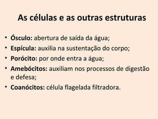 As células e as outras estruturas
• Ósculo: abertura de saída da água;
• Espícula: auxilia na sustentação do corpo;
• Porócito: por onde entra a água;
• Amebócitos: auxiliam nos processos de digestão
e defesa;
• Coanócitos: célula flagelada filtradora.
 