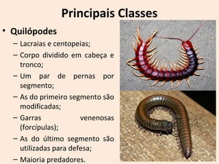 Principais Classes
• Quilópodes
– Lacraias e centopeias;
– Corpo dividido em cabeça e
tronco;
– Um par de pernas por
segmento;
– As do primeiro segmento são
modificadas;
– Garras venenosas
(forcípulas);
– As do último segmento são
utilizadas para defesa;
– Maioria predadores.
 