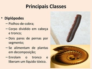 Principais Classes
• Diplópodes
– Piolhos-de-cobra;
– Corpo dividido em cabeça
e tronco;
– Dois pares de pernas por
segmento;
– Se alimentam de plantas
em decomposição;
– Enrolam o tronco e
liberam um líquido tóxico.
 