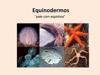 Equinodermos
“pele com espinhos”
 
