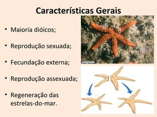 Características Gerais
• Maioria dióicos;
• Reprodução sexuada;
• Fecundação externa;
• Reprodução assexuada;
• Regeneração das
estrelas-do-mar.
 