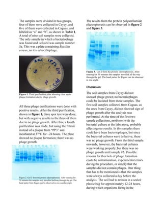 The samples were divided in two groups,
four of them were collected in Cayey, and
five of them were collected in Caguas, and
labeled as “a” and “b”, as shown in Table 1.
A total of nine soil samples were collected.
The only sample in which a bacteriophage
was found and isolated was sample number
5a. This was a plate containing Bacillus
cereus, so it is a bacillophage.
The results from the protein polyacrilamide
electrophoresis can be observed in figure 2
and figure 3.
Figure 3. Gel 2 form the protein electrophoresis. After
running for 30 minutes the samples travelled all the way
through the gel. The band patter for Figaro can be observed
in row eight.
Discussion
Figure 1. Third purification plate showing clear spots:
plaque formation due to phage growth.
All three phage purifications were done with
positive results. After the third purification,
shown in figure 1, three spot test were done,
but with negative results in the three of them
due to no phage growth. After this, a fourth
purification was made, but using the filtrate
instead of a plaque from “PP3” and
incubated at 37°C for ~24 hours. The plate
showed no plaque formation; there was no
phage growth.
Figure 2. Gel 1 from the protein electrophoresis. After running for
30 minutes the samples only travelled halfway through the gel. The
band patter from Figaro can be observed in row number eight.
The soil samples from Cayey did not
showed phage growt; no bacteriophages
could be isolated from those samples. The
first soil samples collected from Caguas, as
the ones from Cayey, did not showed sign of
phage growth after the analysis was
performed. At the time of the first two
sample collections, problems with the
bacterial culture at the labs arose, probably
affecting our results. In this samples there
could have been bacteriophages, but since
the bacterial cultures were defective, there
was no phage growth. From the third sample
onwards, however, the bacterial cultures
were working properly, but there was no
phage growth until sample #5. Possible
reasons for this lack of phage formation
could be contamination, experimental errors
during the procedure, or simply that the
samples did not contain phages. One thing
that has to be mentioned is that the samples
were always collected a day before the
analysis. The soil had to remain in a sealed
plastic bag for approximately 12-24 hours,
during which organisms living in the
 