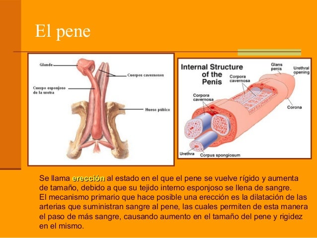 Porno los más pequeños miembros
