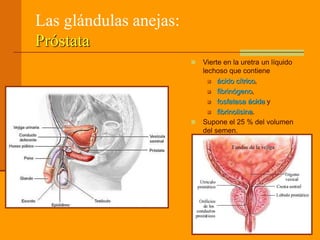 Las glándulas anejas:
Próstata
 Vierte en la uretra un líquido
lechoso que contiene
 ácido cítrico,
 fibrinógeno,
 fosfatasa ácida y
 fibrinolisina.
 Supone el 25 % del volumen
del semen.
 