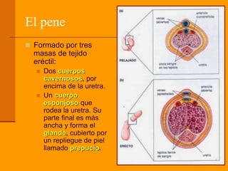 El pene
 Formado por tres
masas de tejido
eréctil:
 Dos cuerpos
cavernosos, por
encima de la uretra.
 Un cuerpo
esponjoso que
rodea la uretra. Su
parte final es más
ancha y forma el
glande, cubierto por
un repliegue de piel
llamado prepucio.
 