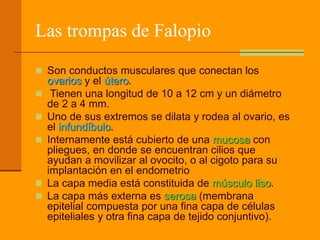Las trompas de Falopio
 Son conductos musculares que conectan los
ovarios y el útero.
 Tienen una longitud de 10 a 12 cm y un diámetro
de 2 a 4 mm.
 Uno de sus extremos se dilata y rodea al ovario, es
el infundíbulo.
 Internamente está cubierto de una mucosa con
pliegues, en donde se encuentran cilios que
ayudan a movilizar al ovocito, o al cigoto para su
implantación en el endometrio
 La capa media está constituida de músculo liso.
 La capa más externa es serosa (membrana
epitelial compuesta por una fina capa de células
epiteliales y otra fina capa de tejido conjuntivo).
 