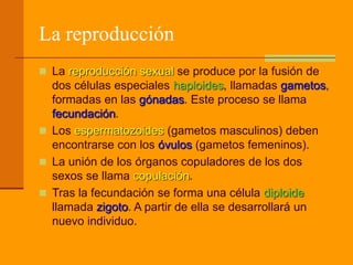 La reproducción
 La reproducción sexual se produce por la fusión de
dos células especiales haploides, llamadas gametos,
formadas en las gónadas. Este proceso se llama
fecundación.
 Los espermatozoides (gametos masculinos) deben
encontrarse con los óvulos (gametos femeninos).
 La unión de los órganos copuladores de los dos
sexos se llama copulación.
 Tras la fecundación se forma una célula diploide
llamada zigoto. A partir de ella se desarrollará un
nuevo individuo.
 