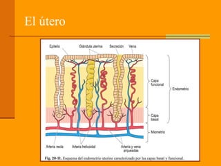 El útero
 