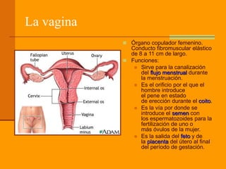 La vagina
 Órgano copulador femenino.
Conducto fibromuscular elástico
de 8 a 11 cm de largo.
 Funciones:
 Sirve para la canalización
del flujo menstrual durante
la menstruación.
 Es el orificio por el que el
hombre introduce
el pene en estado
de erección durante el coito.
 Es la vía por donde se
introduce el semen con
los espermatozoides para la
fertilización de uno o
más óvulos de la mujer.
 Es la salida del feto y de
la placenta del útero al final
del período de gestación.
 