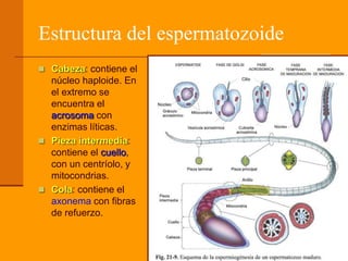 Estructura del espermatozoide
 Cabeza: contiene el
núcleo haploide. En
el extremo se
encuentra el
acrosoma con
enzimas líticas.
 Pieza intermedia:
contiene el cuello,
con un centríolo, y
mitocondrias.
 Cola: contiene el
axonema con fibras
de refuerzo.
 