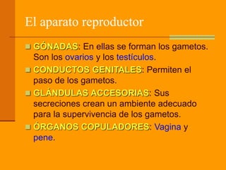 El aparato reproductor
 GÓNADAS: En ellas se forman los gametos.
Son los ovarios y los testículos.
 CONDUCTOS GENITALES: Permiten el
paso de los gametos.
 GLÁNDULAS ACCESORIAS: Sus
secreciones crean un ambiente adecuado
para la supervivencia de los gametos.
 ÓRGANOS COPULADORES: Vagina y
pene.
 
