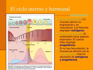 El ciclo uterino y hormonal
 Fase preovulatoria: La
mucosa uterina va
engrosando y se
vasculariza. Los folículos
segregan estrógenos.
 Fase postovulatoria: El
endometrio toma aspecto
esponjoso. El cuerpo
lúteo segrega
progesterona.
 Si no hay fecundación: la
mucosa se elimina con la
menstruación. Cesa la
secreción de estrógenos
y progesterona.
 