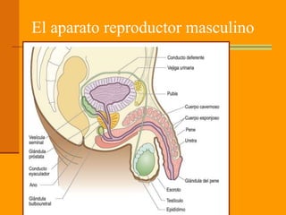 El aparato reproductor masculino
 