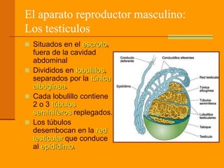 El aparato reproductor masculino:
Los testículos
 Situados en el escroto,
fuera de la cavidad
abdominal
 Divididos en lobulillos,
separados por la túnica
albugínea.
 Cada lobulillo contiene
2 o 3 túbulos
seminíferos replegados.
 Los túbulos
desembocan en la red
testicular que conduce
al epidídimo.
 