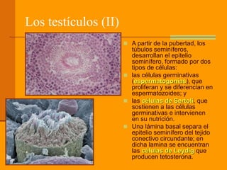Los testículos (II)
 A partir de la pubertad, los
túbulos seminíferos,
desarrollan el epitelio
seminífero, formado por dos
tipos de células:
 las células germinativas
(espermatogonias), que
proliferan y se diferencian en
espermatozoides; y
 las células de Sertoli, que
sostienen a las células
germinativas e intervienen
en su nutrición.
 Una lámina basal separa el
epitelio seminífero del tejido
conectivo circundante; en
dicha lamina se encuentran
las células de Leydig que
producen tetosterona.
 